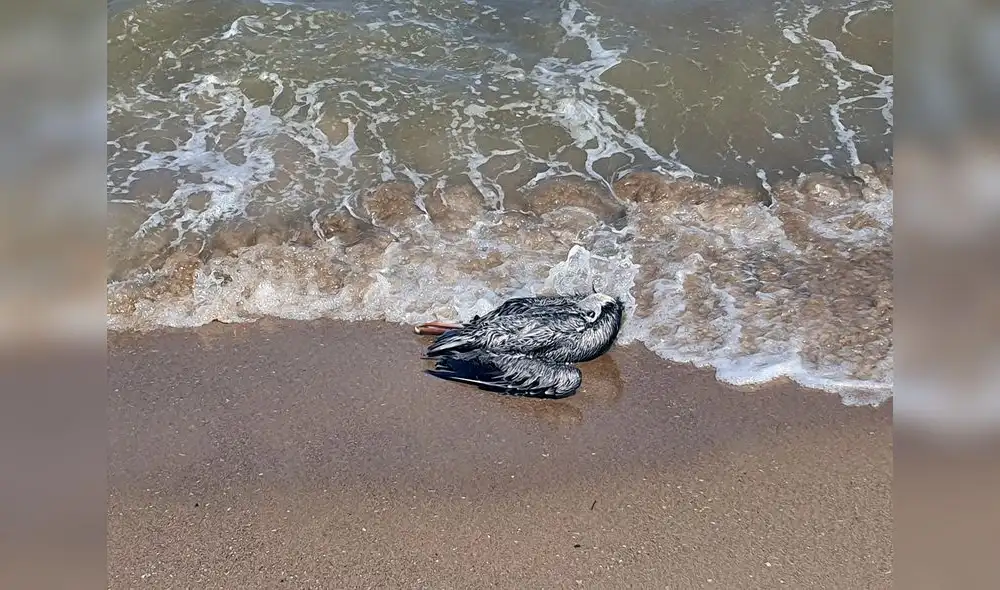 Alerta en Venezuela por gripe aviar. Foto: AFP Alerta en Venezuela por gripe aviar. Foto: AFP