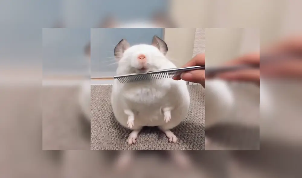 YouTube viral: chinchilla blanca adora que la acicalen y la comparan con Luis Miguel de JB [VIDEO] 