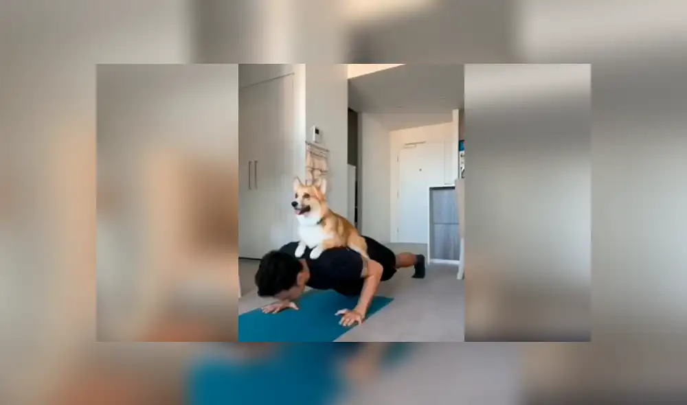 Desliza hacia la izquierda para ver los ejercicios que hizo un perro con sus amos en cuarentena. Video viral de YouTube. Desliza hacia la izquierda para ver los ejercicios que hizo un perro con sus amos en cuarentena. Video viral de YouTube.