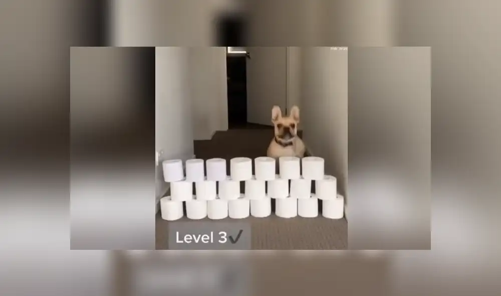 A través de YouTube se hizo viral el curioso reto al que un joven sometió a su perro.