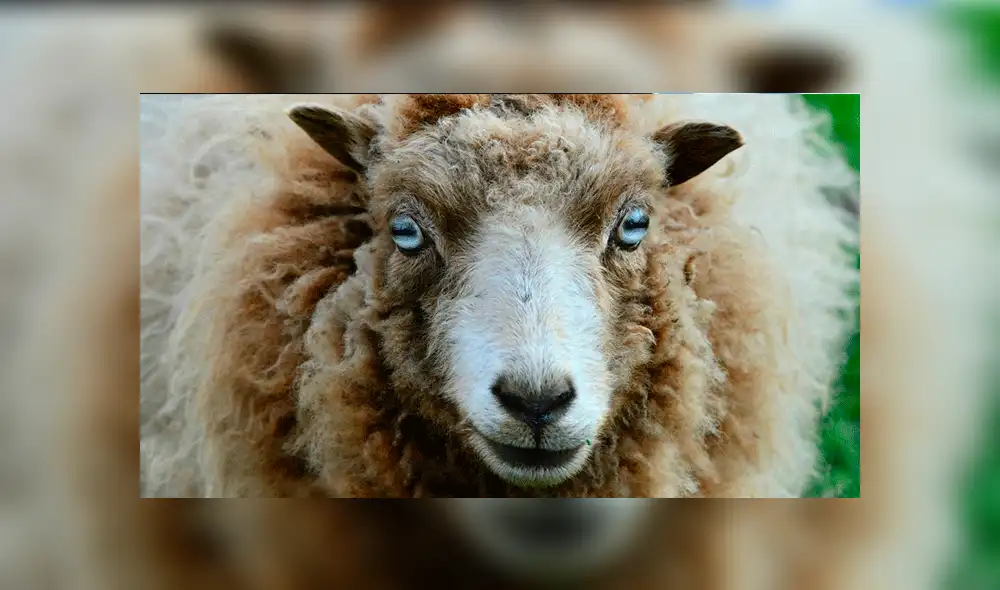 YouTube viral: motociclista pasa momentos de terror cuando casi atropella a enigmática criatura [VIDEO]