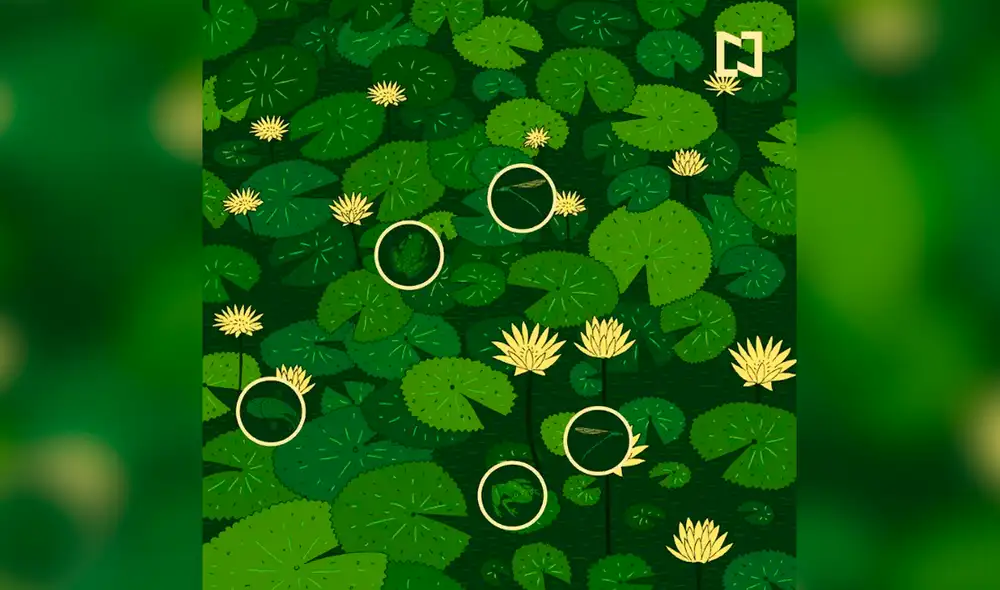 Debes hallas dos libélulas, dos ranas y un pez. Foto: Noticieros Televisa/Facebook