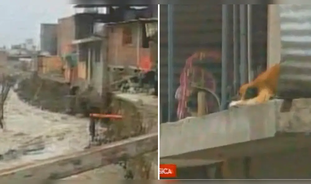 Chosica: casas a punto de colapsar por crecida de río Rímac [VIDEO]