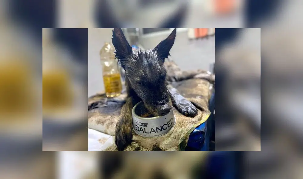 Desliza para descubrir lo que le sucedió a Aloe después de caerse a un pozo de brea. Foto: Facebook Desliza para descubrir lo que le sucedió a Aloe después de caerse a un pozo de brea. Foto: Facebook