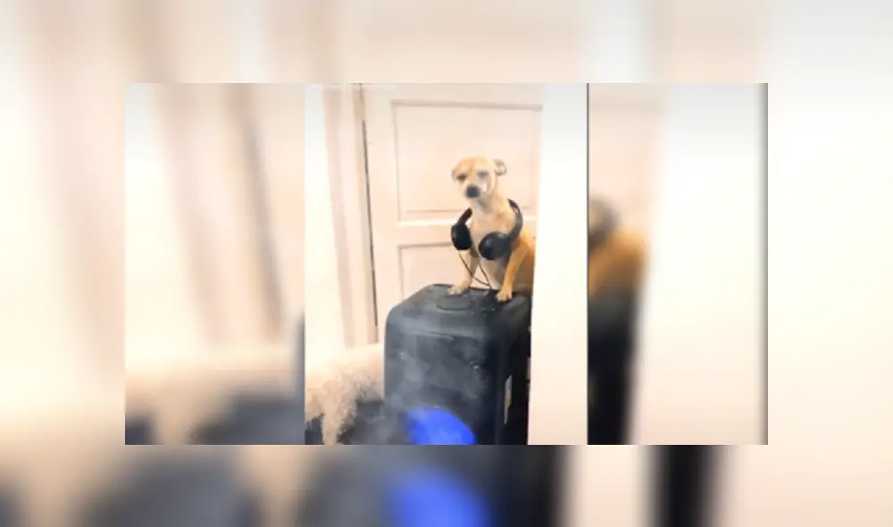 Desliza hacia la izquierda para ver más imágenes de esta divertida escena que ya es viral en TikTok. Desliza hacia la izquierda para ver más imágenes de esta divertida escena que ya es viral en TikTok.