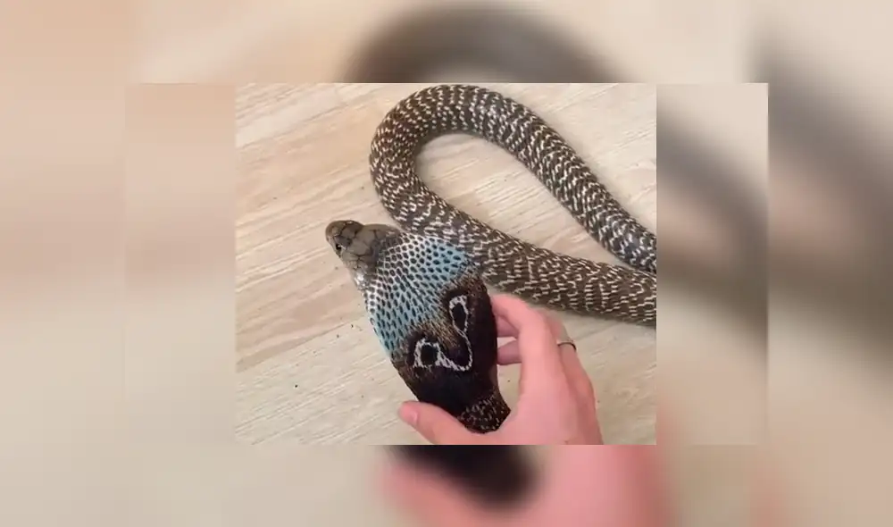 Si quieres ver lo que sucedió con el joven que cogió una peligrosa serpiente, desliza cada imagen del video viral de YouTube hacia la izquierda. Si quieres ver lo que sucedió con el joven que cogió una peligrosa serpiente, desliza cada imagen del video viral de YouTube hacia la izquierda.