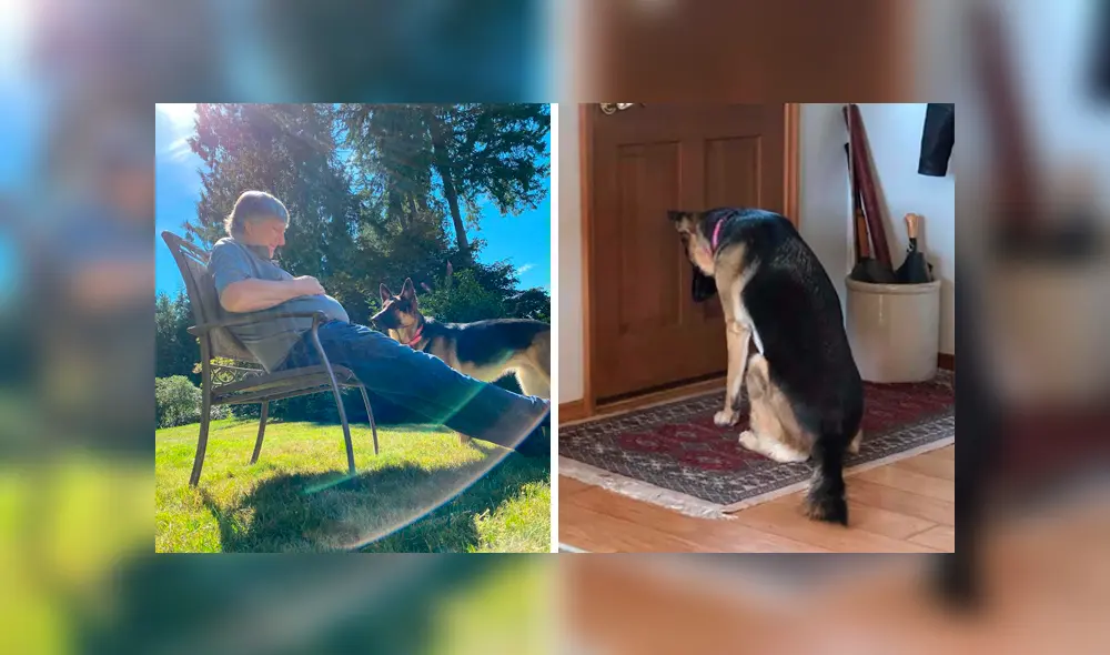 Desliza las imágenes hacia la izquierda para conocer la historia de una perrita que esperó el regreso de su dueño. Foto: El Dodo. Desliza las imágenes hacia la izquierda para conocer la historia de una perrita que esperó el regreso de su dueño. Foto: El Dodo.