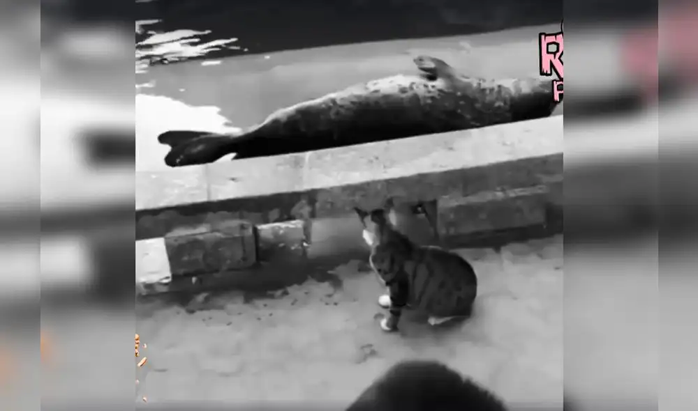 Facebook: miles ríen con video de gato que 'mata' una molesta foca [VIDEO]