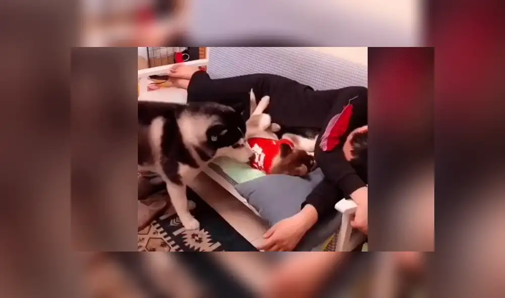 Facebook viral: perro encuentra a su dueño junto a otra mascota y hace esto por celos [VIDEO]