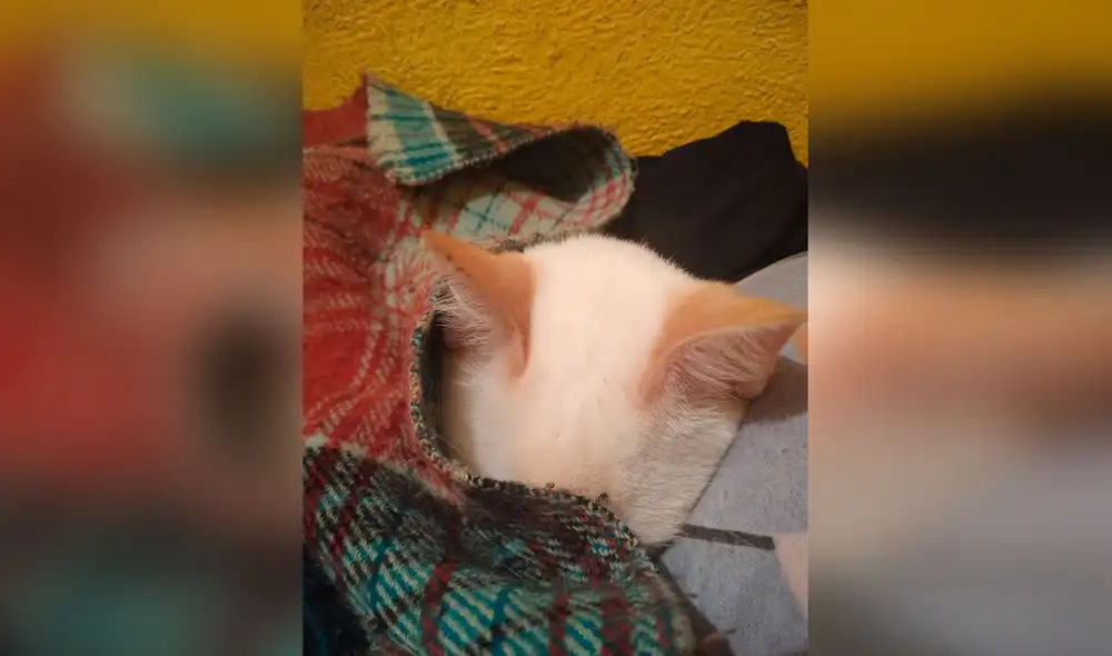 Desliza las imágenes para ver la amorosa acción que realiza un joven para hacer dormir a su gato. Foto: captura de Facebook Desliza las imágenes para ver la amorosa acción que realiza un joven para hacer dormir a su gato. Foto: captura de Facebook