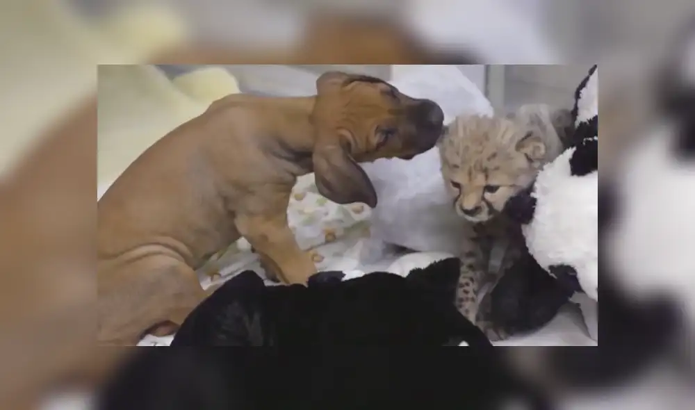 A través de YouTube se hizo viral la historia de un guepardo y un perro, los cuales se conocieron cuando eran unos cachorros.