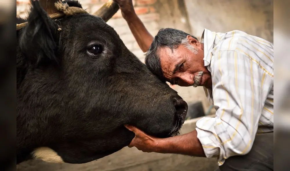 Arequipa, devoción por los toros peleadores