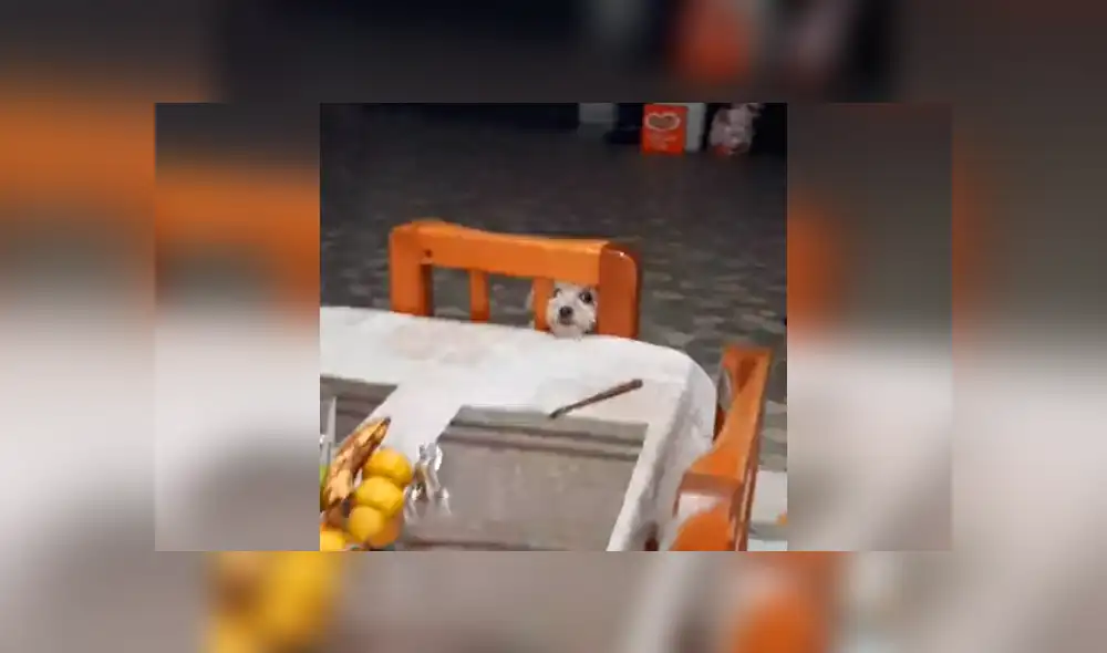 Desliza las imágenes hacia la izquierda para apreciar la terrible acción de un perro al no soportar el hambre. Foto: Captura.