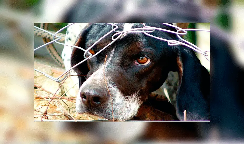 El individuo fue arrestado por maltrato animal y otros cargos. Foto: Pixabay.