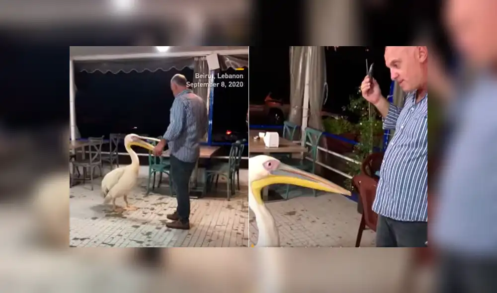 El pelícano fue rescatado por el dueño del local. Foto: CGTN/YouTube