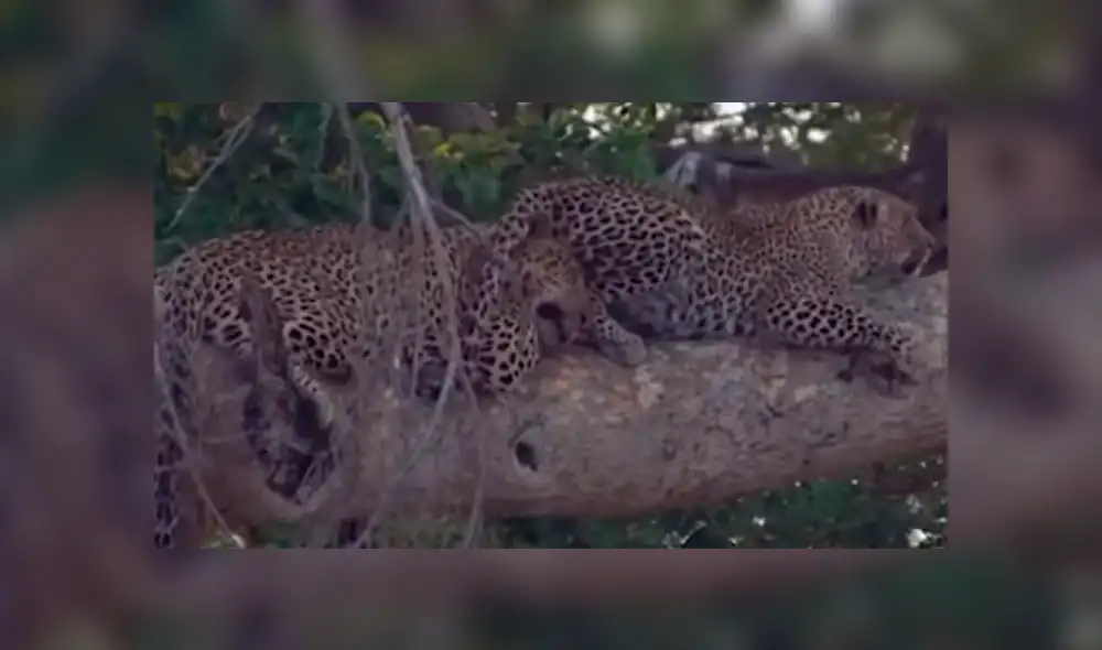 YouTube viral: Pareja de leopardos juega sobre un árbol y el video es tendencia