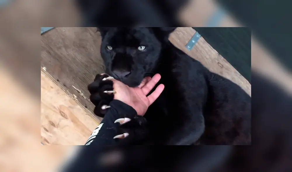 Entrenador ingresa a jaula de pantera negra y coloca su mano dentro de su boca.