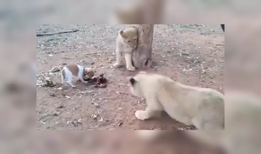 Desliza para ver los detalles de este video viral publicado en YouTube. Foto: Captura.