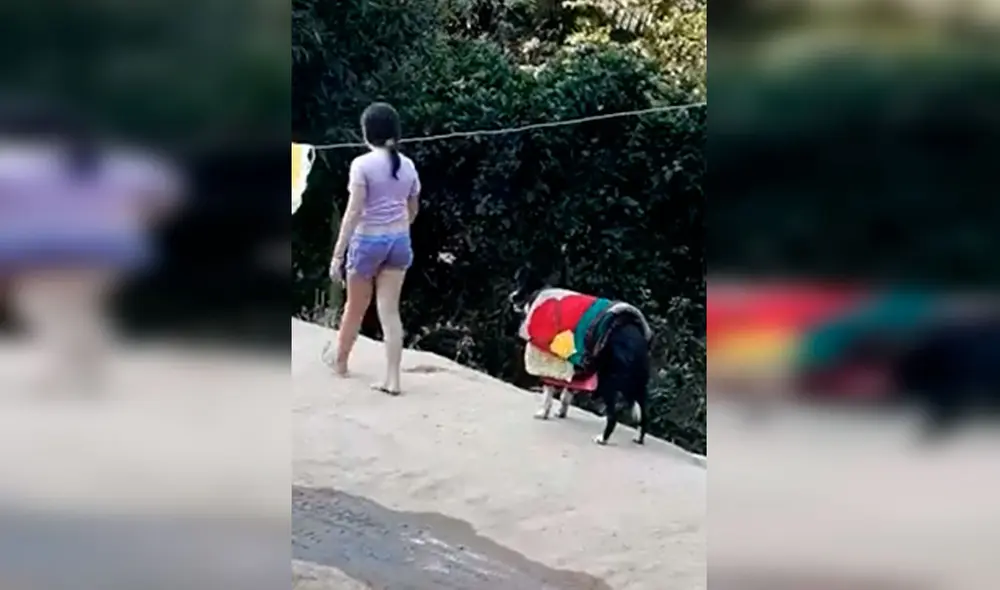 Desliza las imágenes para observar la curiosa escena protagonizada por un perro junto a la hija de su dueña. Foto: Captura de Facebook Desliza las imágenes para observar la curiosa escena protagonizada por un perro junto a la hija de su dueña. Foto: Captura de Facebook