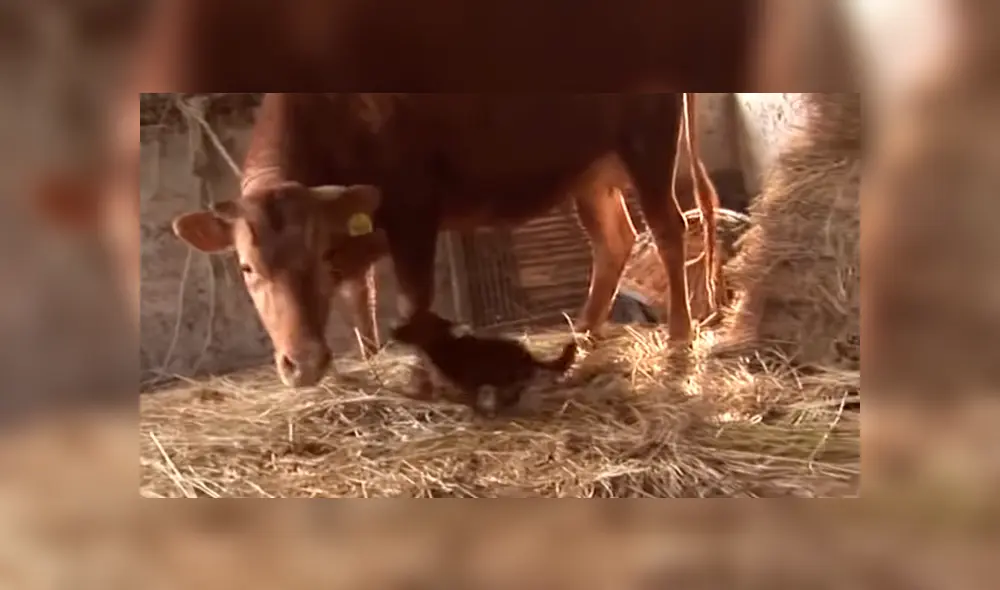 YouTube viral: perro llora de emoción al reencontrarse con vaca que lo cuidó desde bebé 