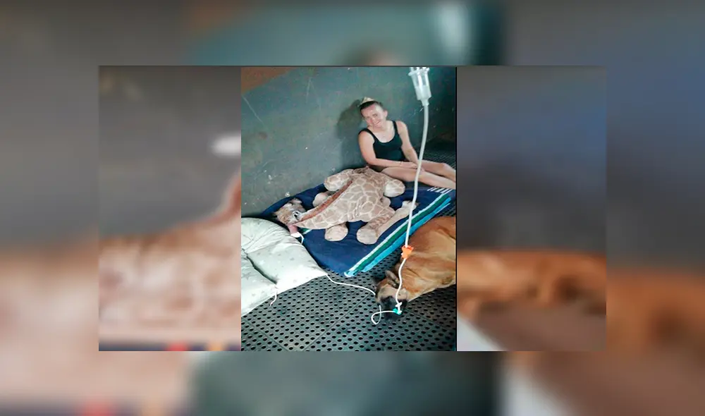 En Facebook, un perro estuvo pendiente de los cuidados de una bebé jirafa que fue abandonada por su madre. En Facebook, un perro estuvo pendiente de los cuidados de una bebé jirafa que fue abandonada por su madre.