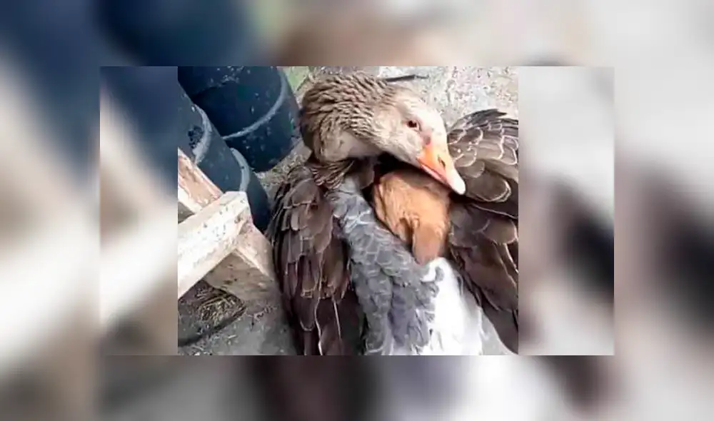 Facebook: pato abraza a cachorro recién nacido que había sido abandonado por su madre [FOTOS]