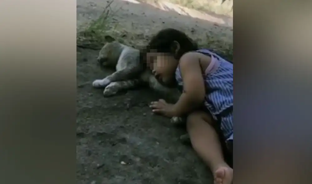 Desliza las imágenes para ver más detalles sobre esta cautivadora escena que conmovió a los usuarios. Foto: captura de YouTube Desliza las imágenes para ver más detalles sobre esta cautivadora escena que conmovió a los usuarios. Foto: captura de YouTube