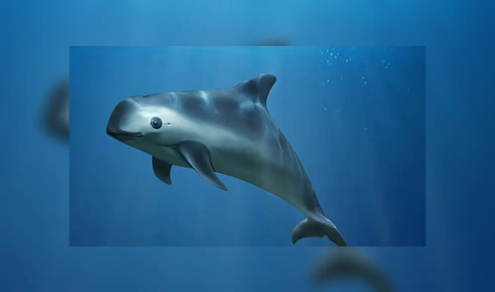 Vaquita marina se encuentra en peligro de extinción. Foto: PNUMA Vaquita marina se encuentra en peligro de extinción. Foto: PNUMA