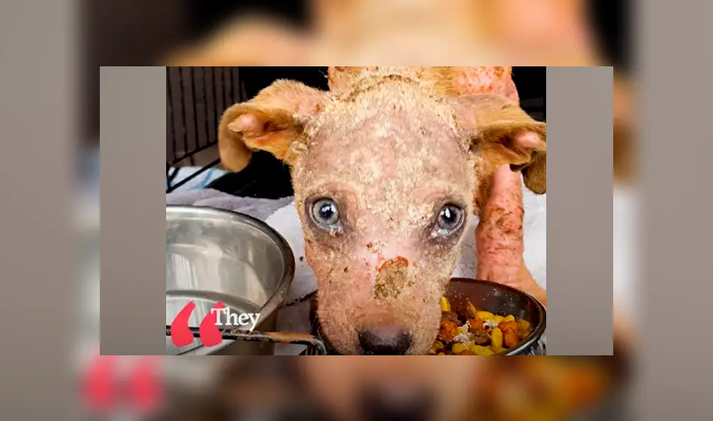 Desliza hacia la izquierda para ver el antes y después de un perro bebé que fue abandonado. Imágenes de Facebook.