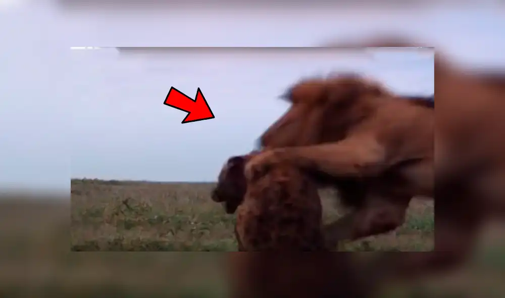YouTube: Una hiena encontró la muerte al ingresar por error a un campo de leones [VIDEO]