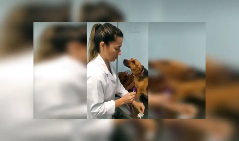 En Facebook, un perro sorprendió con su emotiva reacción cuando le colocaron una inyección en su pata. En Facebook, un perro sorprendió con su emotiva reacción cuando le colocaron una inyección en su pata.