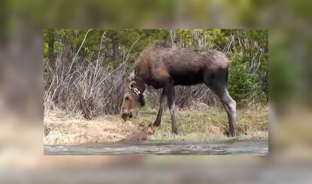 Alce bebé intenta cruzar río, pero su pata se atasca y su madre le da una lección [VIDEO] 