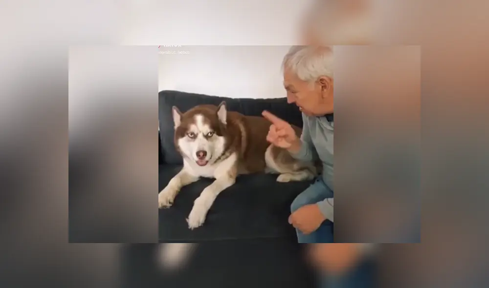 A través de Facebook se hizo viral curioso entrenamiento que tuvo un perro para evitar el coronavirus. A través de Facebook se hizo viral curioso entrenamiento que tuvo un perro para evitar el coronavirus.