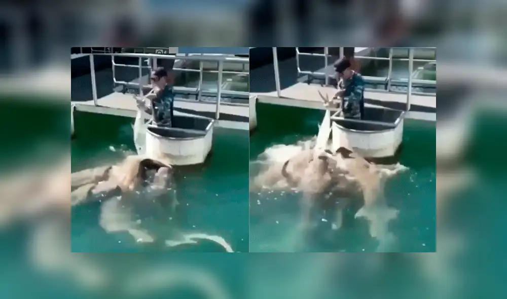 Vía Facebook: meros gigantes pelean por devorar carnada que niño les ofreció [VIDEO] 