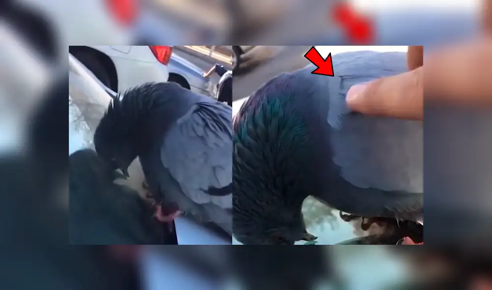 Facebook viral: paloma se duerme sobre un auto y dueño la despierta de la peor forma [VIDEO]