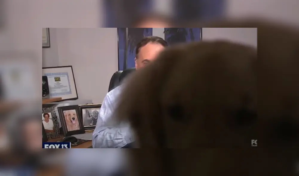 Video es viral en TikTok. El can se robó la atención de la audiencia, cuando entró en escena intempestivamente mientras su dueño realizaba un programa desde su casa. Video es viral en TikTok. El can se robó la atención de la audiencia, cuando entró en escena intempestivamente mientras su dueño realizaba un programa desde su casa.