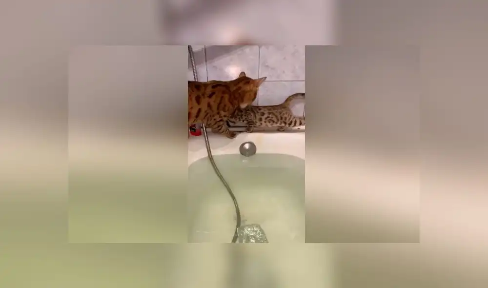 Desliza las imágenes para ver el peculiar 'rescate' que hizo una mamá gata a su pequeño bebé felino. Foto: ViralHog Desliza las imágenes para ver el peculiar 'rescate' que hizo una mamá gata a su pequeño bebé felino. Foto: ViralHog