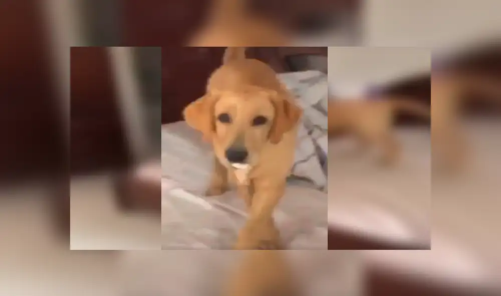 Desliza las imágenes para observar la travesura de un perro para ocultar los alimentos en su hocico.