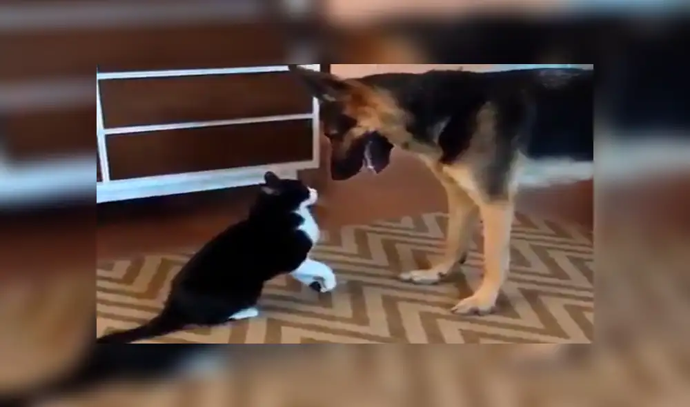 Facebook viral: gato acepta a perro adoptado por sus dueños con un tierno beso [VIDEO]