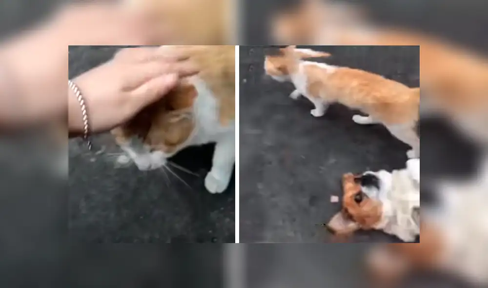 En Facebook, un perro intentó evitar que su dueño sea cariñoso con un travieso gato que adoptó de la calle. En Facebook, un perro intentó evitar que su dueño sea cariñoso con un travieso gato que adoptó de la calle.
