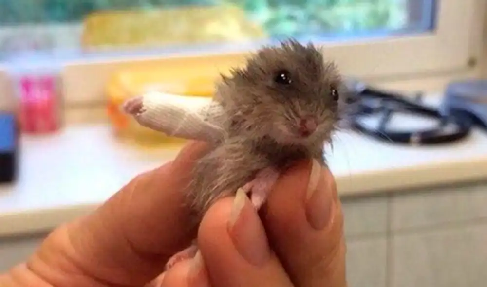 Sus dueños lo daban por perdido, pero veterinarios le salvan la vida enyesándole la patita [FOTOS]