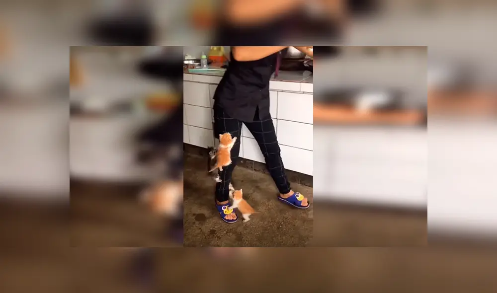 En Facebook, unos gatos hambrientos se subieron encima de su dueña para ‘exigir’ sus alimentos. En Facebook, unos gatos hambrientos se subieron encima de su dueña para ‘exigir’ sus alimentos.