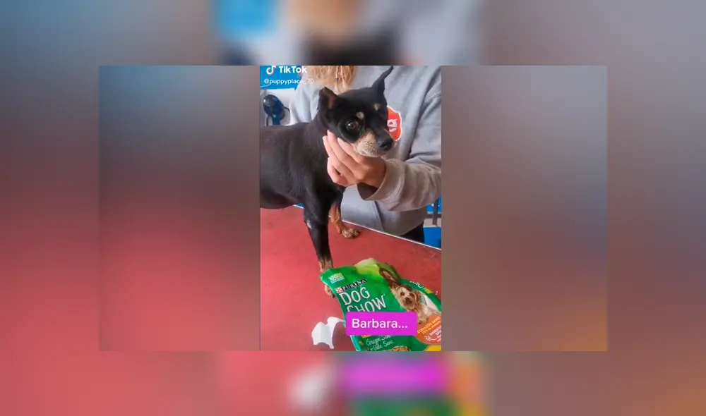 Desliza las imágenes para ver lo que hizo este perrito al ser descubierto con las ‘patas’ en la masa. Foto: Puppyplace /TikTok Desliza las imágenes para ver lo que hizo este perrito al ser descubierto con las ‘patas’ en la masa. Foto: Puppyplace /TikTok