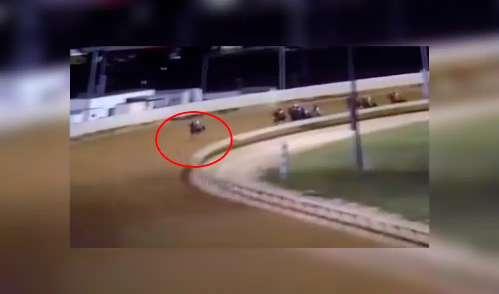 El animal había tenido problemas de concentración. (Foto: NBC News) El animal había tenido problemas de concentración. (Foto: NBC News)