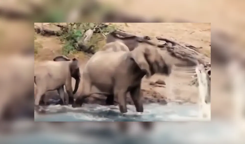 Facebook viral: elefante bebe agua del río, sin imaginar que su trompa sería mordida por hambriento cocodrilo [VIDEO]