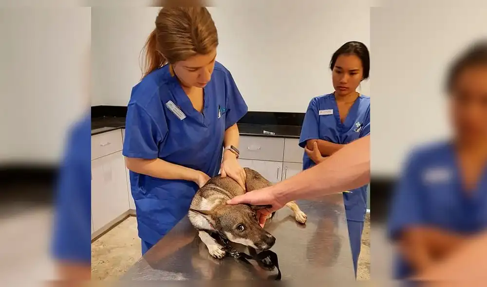 Graban condiciones de maltrato a perros en matadero de Camboya [VIDEO y FOTOS]