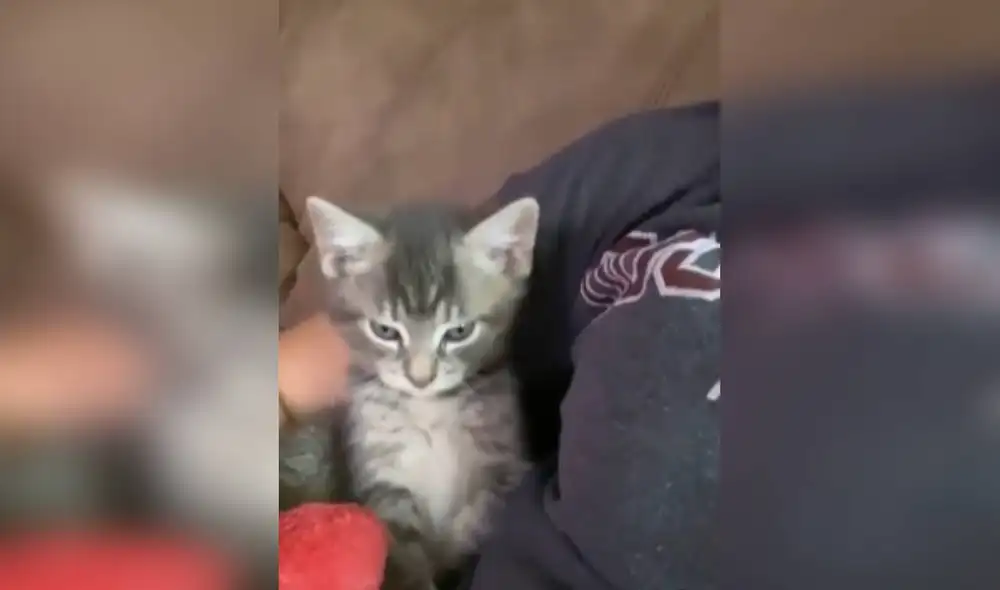Desliza las imágenes para apreciar la emotiva reacción de un gato bebé que quería que su dueña lo acurruque en sus brazos. Foto: captura de TikTok