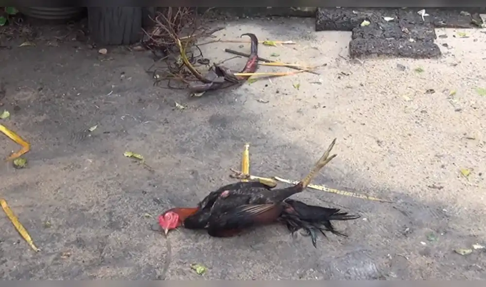 YouTube Viral: Hombre muestra truco para "hipnotizar" a un gallo [VIDEO]