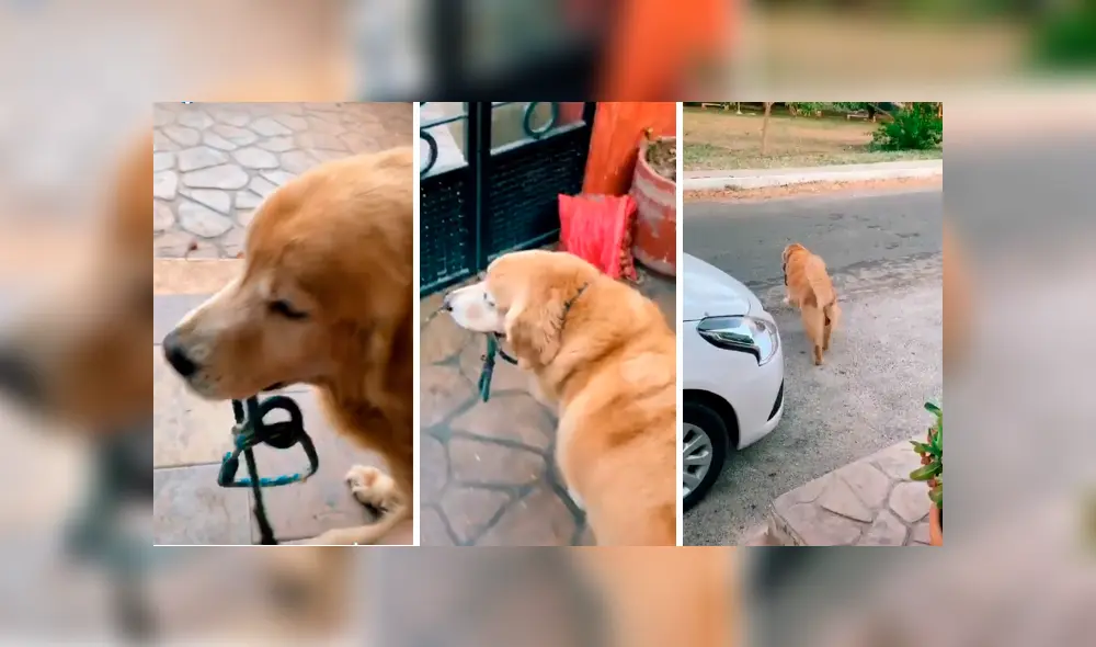 Desliza las imágenes hacia la izquierda para apreciar el comportamiento de un perro para intentar salir a la calle.