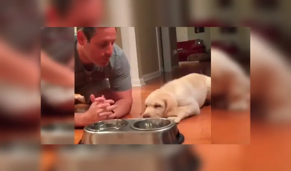 El can se ha ganado la admiración de miles de usuarios en Facebook con su peculiar comportamiento